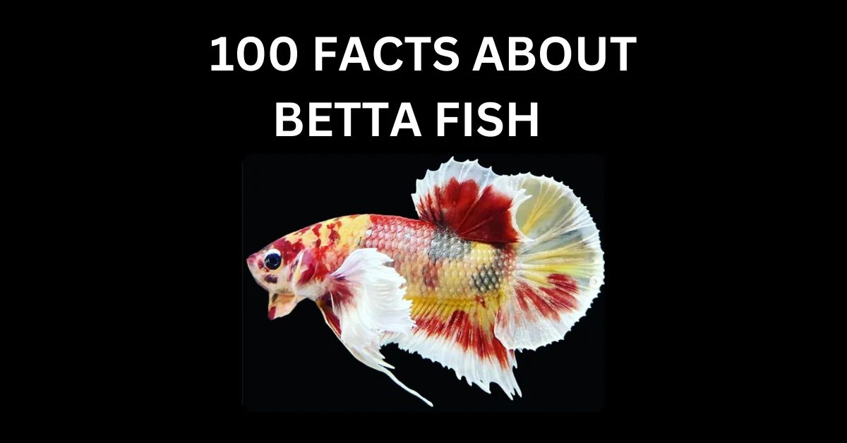 100 FACTS ABOUT BETTA FISH
