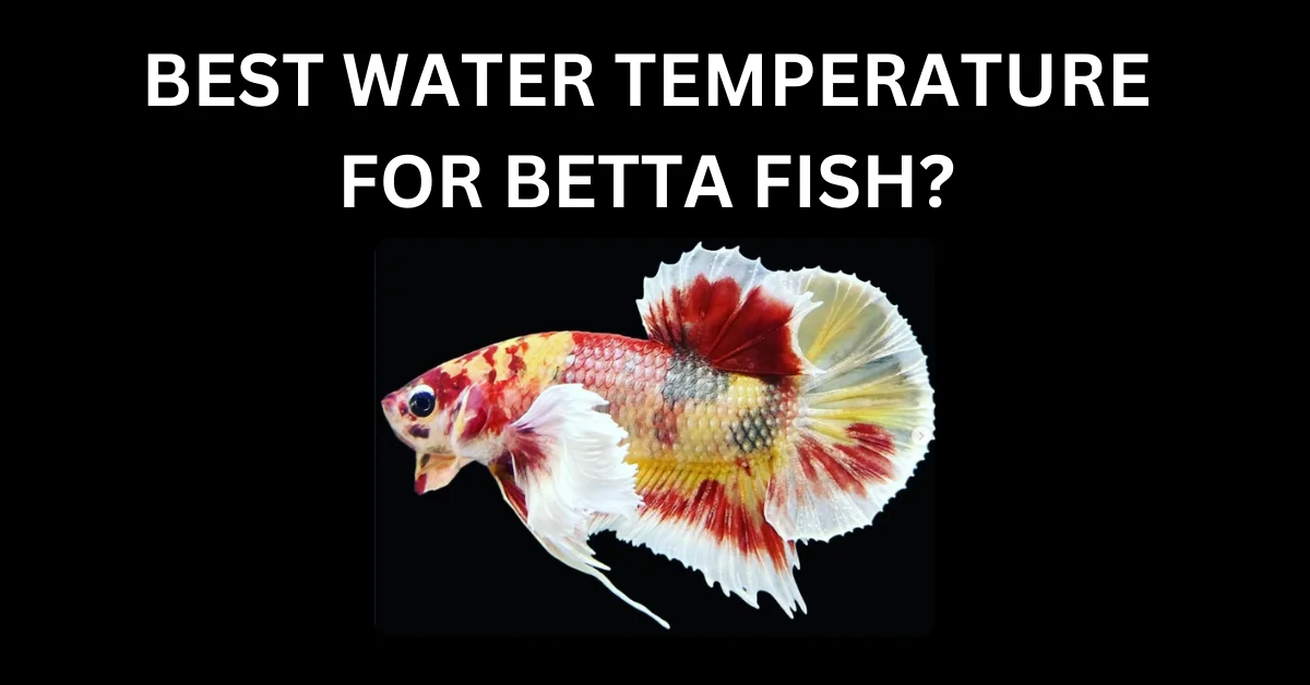 BEST WATER TEMPERATURE FOR BETTA FISH