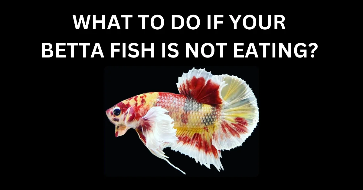 BETTA FISH IS NOT EATING