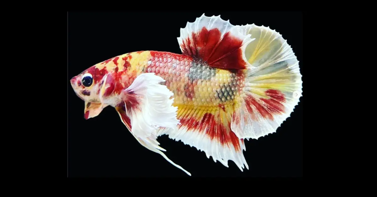 BETTA FISH FACTS