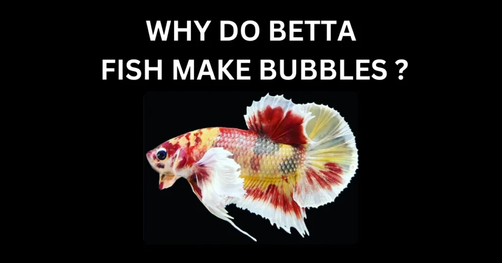 WHY DO BETTA FISH MAKE BUBBLES