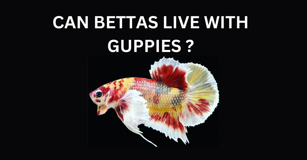 BETTAS LIVE WITH GUPPIES